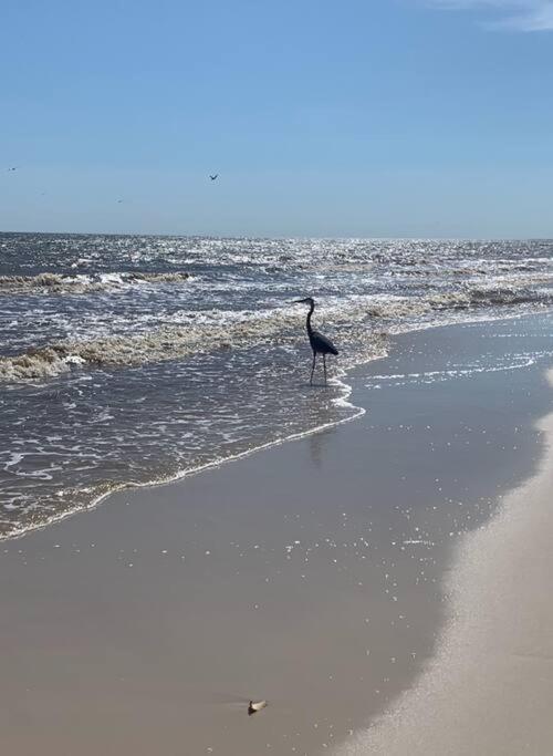 Pet Friendly Tranquil Cottage With Fire-Pit And Seasonal Hot Tub Sept-March Minutes To Beaches Dauphin Island Zewnętrze zdjęcie